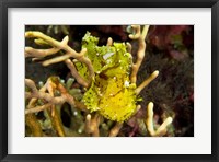 Framed Sailfin leaffish