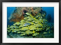 Framed Schooling sweetlip fish swim past coral reef, Raja Ampat, Indonesia