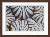 Framed Sea anemone, Marine life