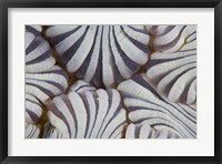 Framed Sea anemone, Marine life