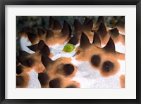 Framed Seastar, marine life