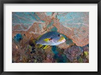 Framed Sweetlip fish, sea fan coral