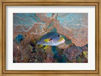 Framed Sweetlip fish, sea fan coral