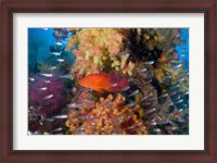 Framed Trout fish, glassfish, coral