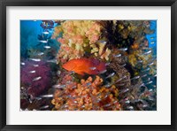 Framed Trout fish, glassfish, coral