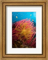 Framed Two varieties of feather star crinoids, Pisang Islands, Papua, Indonesia