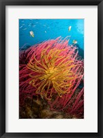 Framed Two varieties of feather star crinoids, Pisang Islands, Papua, Indonesia