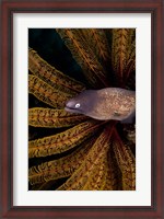 Framed White-eye moray eel and coral