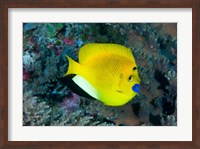 Framed Angelfish swims in coral reef