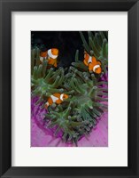 Framed Clownfish swim among anemone tentacles, Raja Ampat, Indonesia