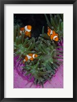 Framed Clownfish swim among anemone tentacles, Raja Ampat, Indonesia