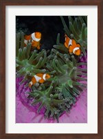 Framed Clownfish swim among anemone tentacles, Raja Ampat, Indonesia