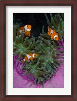 Framed Clownfish swim among anemone tentacles, Raja Ampat, Indonesia