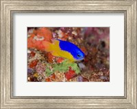 Framed Damselfish and coral reef