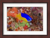 Framed Damselfish and coral reef