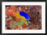 Framed Damselfish and coral reef