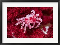 Framed Decorator crab, crustacean