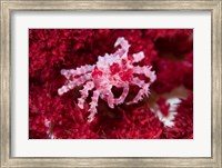 Framed Decorator crab, crustacean