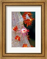 Framed Decorator crab, marine life