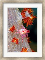 Framed Decorator crab, marine life