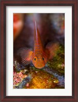 Framed Goby fish above coral