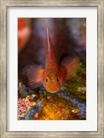 Framed Goby fish above coral