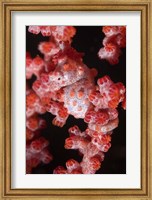 Framed Indonesia, Pygmy seahorse, seafans, Marine Life