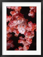 Framed Indonesia, Pygmy seahorse, seafans, Marine Life