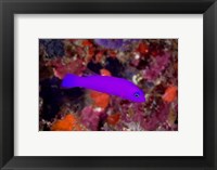 Framed Magenta dottyback fish