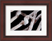 Framed Pygmy seahorse