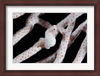 Framed Pygmy seahorse
