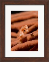 Framed Pygmy seahorse marine life