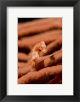 Framed Pygmy seahorse marine life