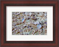 Framed Shrimp, Anemone, marine life