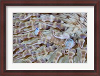 Framed Shrimp, Anemone, marine life