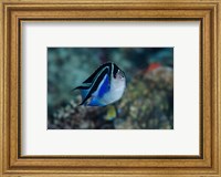 Framed Bay Frontal view of angel fish