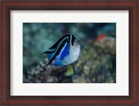 Framed Bay Frontal view of angel fish