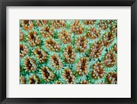 Framed Close-up of anemones