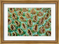 Framed Close-up of anemones