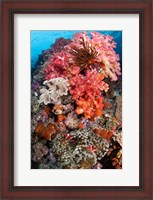 Framed Coral, Raja Ampat, Papua, Indonesia