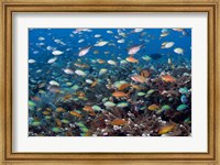 Framed Sea of fish and coral, Raja Ampat, Papua, Indonesia