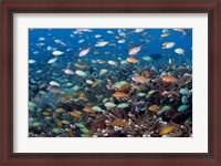 Framed Sea of fish and coral, Raja Ampat, Papua, Indonesia