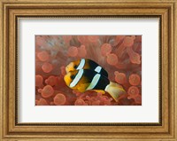 Framed Two anemonefish in protective anemone, Raja Ampat, Papua, Indonesia