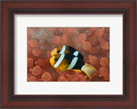 Framed Two anemonefish in protective anemone, Raja Ampat, Papua, Indonesia