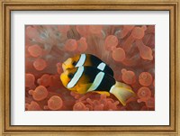 Framed Two anemonefish in protective anemone, Raja Ampat, Papua, Indonesia