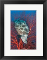 Framed Underwater scene of fish and coral, Raja Ampat, Papua, Indonesia