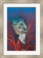 Framed Underwater scene of fish and coral, Raja Ampat, Papua, Indonesia