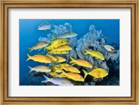 Framed Yellow fish and coral, Raja Ampat, Papua, Indonesia