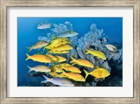Framed Yellow fish and coral, Raja Ampat, Papua, Indonesia