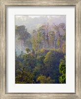 Framed Sulawesi Tangkoko Rainforest, Sulawesi